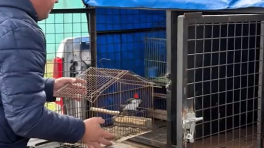 Rescataron 19 aves silvestres de fauna autóctona en una vivienda de zona sudoeste