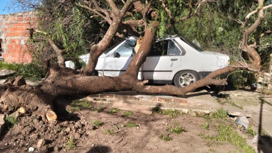 Un árbol cayó sobre su auto y pide ayuda para volver a movilizarse