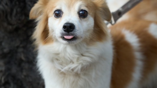 Día del Perro Adoptado: más de 100 animales esperan por una familia en Rosario