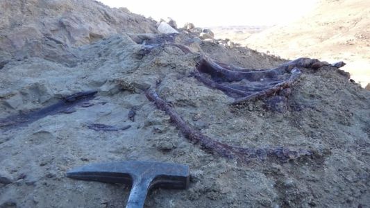 Chubut: descubrieron un dinosaurio carnívoro que habría sido de los últimos en extinguirse