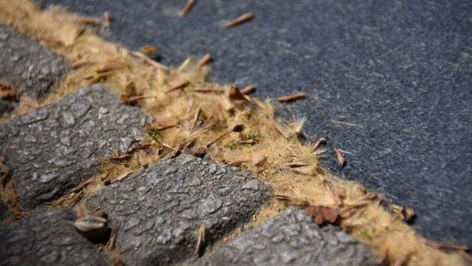 Primavera en Rosario: cómo protegerse de la pelusa de los plátanos