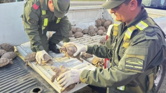 Operativo en la ruta 34: rescataron más de 160 tortugas que eran trasladadas ocultas entre bolsas de cebolla