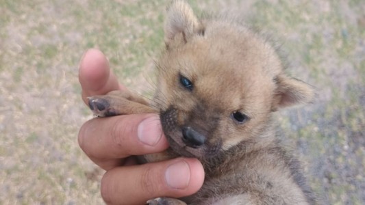 Rescataron un zorrito en Funes y lograron reunirlo con su madre