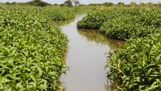 La Justicia ordenó devolver a Rosario más de 800 hectáreas de humedales ocupadas ilegalmente