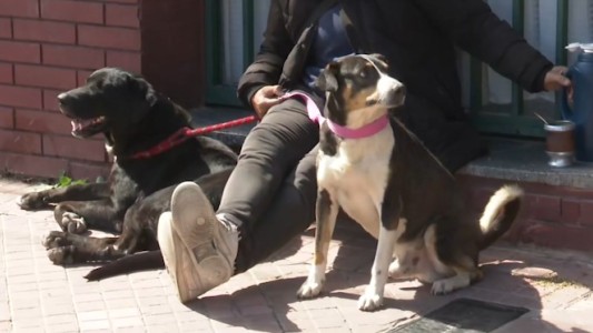 Jornadas gratuitas de castración para perros y gatos sin turno previo