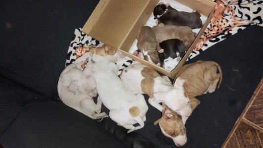 Rescataron a 13 perros en estado de abandono tras una denuncia por amenazas