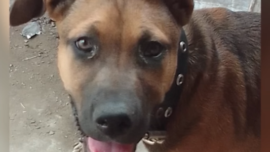 "Choco", el perro héroe: murió electrocutado tras salvar a toda su familia