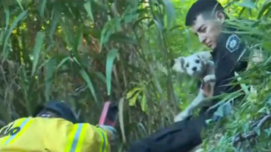 Rescataron a Maruca: una cachorra que se perdió tras asustarse por pirotecnia