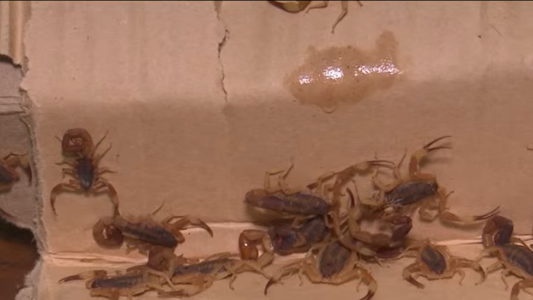 Un niño de 3 años fue salvado tras permanecer en terapia intensiva por una picadura de alacrán