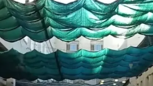 Invasión de murciélagos en la escuela Dante Alighieri durante el receso escolar