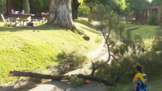 Cayó una rama de tres metros en el Polideportivo Saladillo: tres heridos