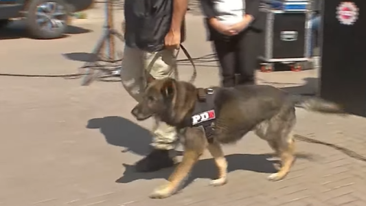 Día Mundial del Perro de Trabajo: compañeros silenciosos que salvan vidas y resuelven investigaciones