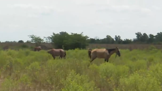 San Lorenzo: una protectora de animales necesita una perforación para una bomba de agua