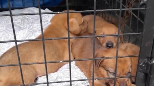 Nueve cachorritos fueron rescatados en la zona sudoeste