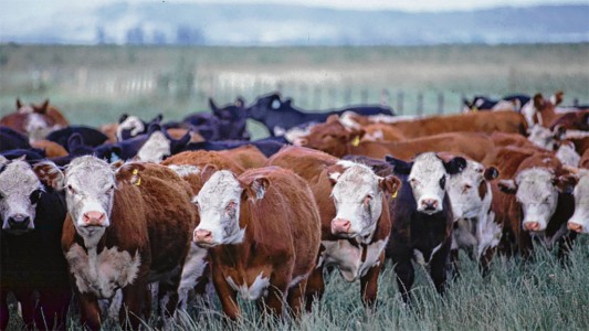 “Desaparecieron” más de 100  vacas de un campo santafesino