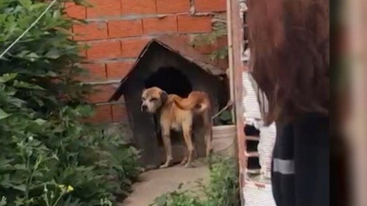 Rescataron a un perro atado con una soga de un metro y en estado de abandono