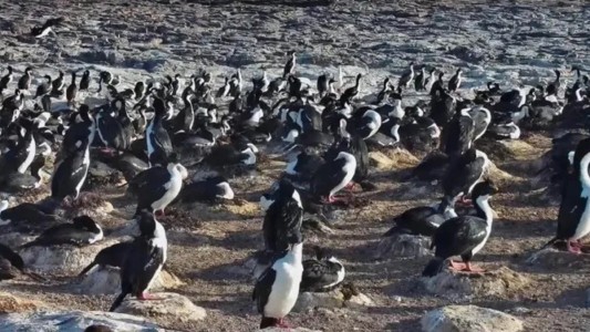 Pingüinos y aves marinas en vivo: el streaming del Conicet que muestra la vida en la Patagonia