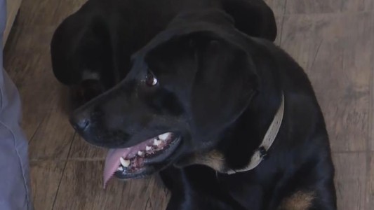 Abandonaron a una perra en una veterinaria: estaba atada a una ventana con una soga