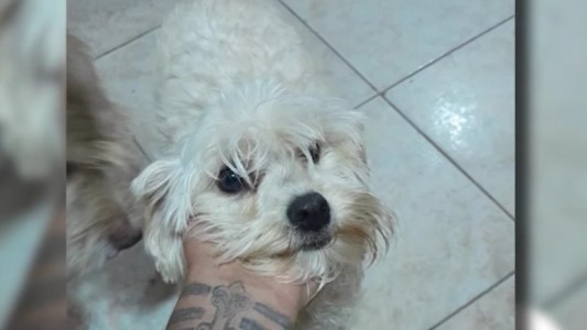 Buscan a Dalma, una perrita que se perdió en barrio Belgrano