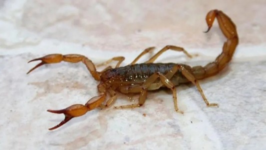 Internaron a una nena de 2 años tras ser picada por un alacrán