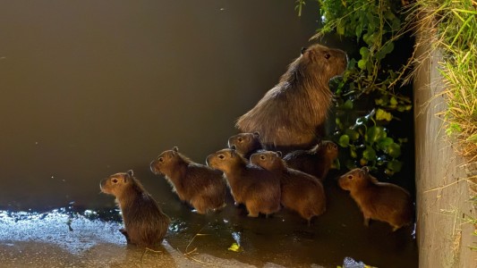 Carpinchos aparecen en un club rosarino por la crecida del río