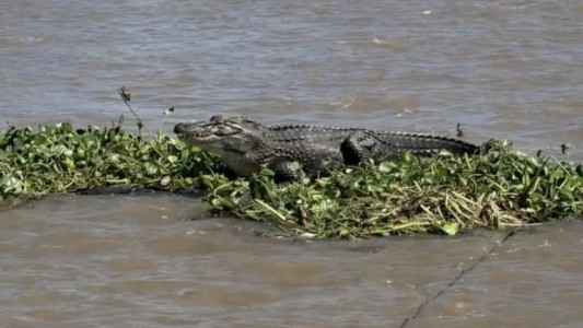 Apareció un yacaré sobre un camalote en aguas rosarinas