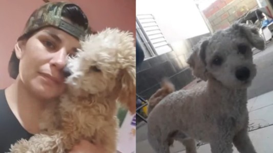 Volvió Roqui, pero Marcos no: continúa la búsqueda de un caniche