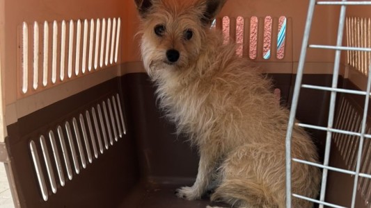 Bomberos rescataron a un perrito que estaba atrapado entre los escombros