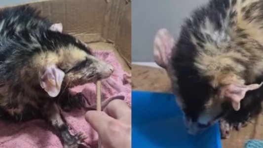 Tres comadrejas lastimadas se recuperan en Mundo Aparte