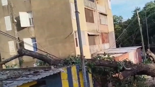 Un árbol de gran porte cayó sobre una cochera y generó destrozos