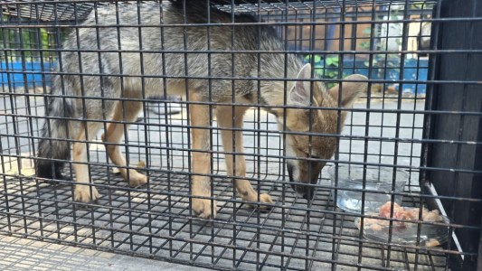 Rescataron a una zorrita domesticada en zona sur