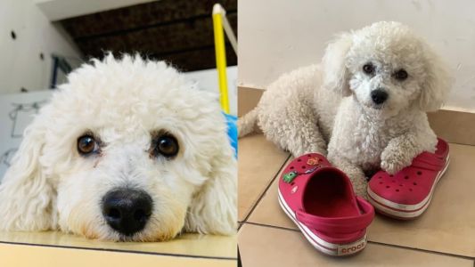 Buscan intensamente a Toti, un caniche que se perdió en Echesortu