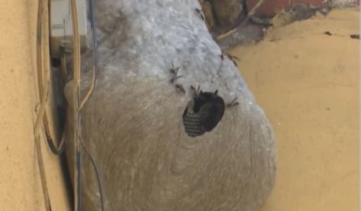 Alerta por avispas y abejas: qué hacer ante la aparición de panales
