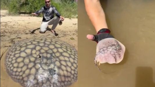 Pescaron una raya gigante en el Río Paraná que dio a luz a 16 crías