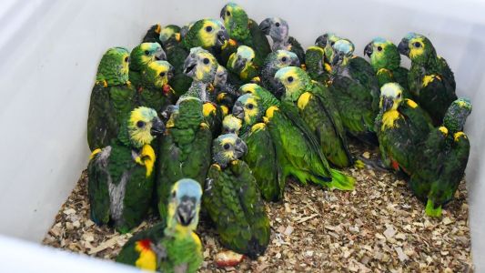 Provincia recibió más de 500 animales silvestres decomisados