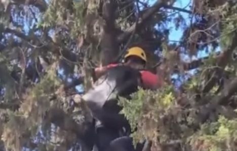Rescataron a una gata atrapada en la cima de un pino de 20 metros de altura