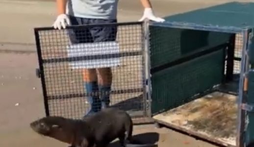 Rescataron un lobo marino tras una grave herida en el cuello
