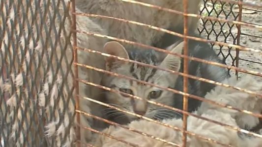 Rescataron a un gatita atrapada en una cañería