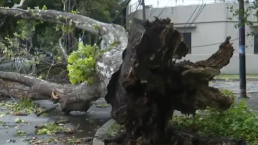 Cayó un árbol de gran porte y arrastró cables: dejó sin luz a vecinos del barrio