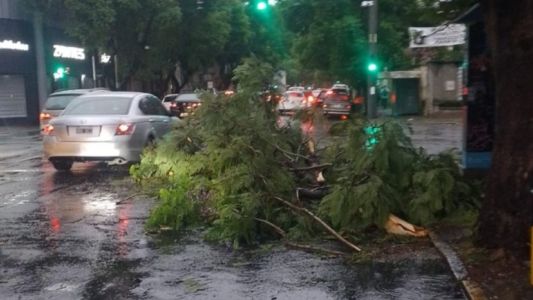 Temporal con ráfagas máximas de 102 km/h: más de 70 árboles cayeron en la ciudad