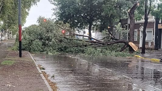 Balance del temporal: 150 árboles caídos y 22 techos volados
