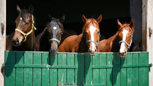 Los caballos sienten el olor del miedo en los seres humanos, según un estudio científico