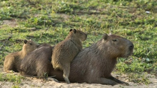 Desalojos de carpinchos en Nordelta generan denuncias por extracción “sin aviso”
