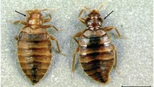 En Malasia, científicos usan chinches como detectives para resolver crímenes