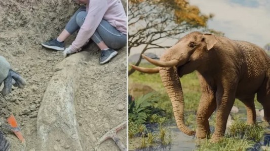 Miramar: encontraron un colmillo de elefante prehistórico de más de 100.000 años