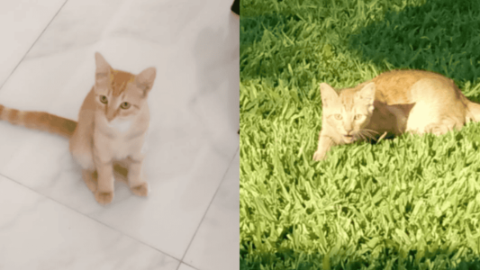 Indignación en Ricardone, mataron a un gato y lo colgaron de una sombrilla