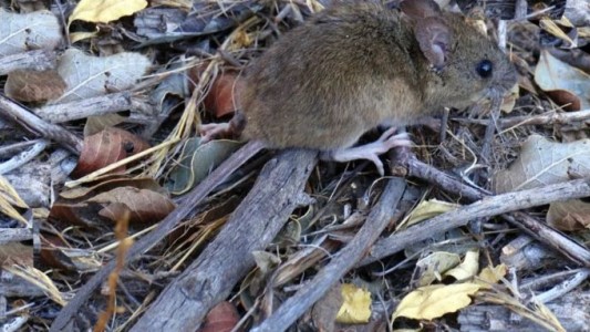 Alerta sanitaria en Salta: confirman 12 casos de hantavirus y cinco muertes