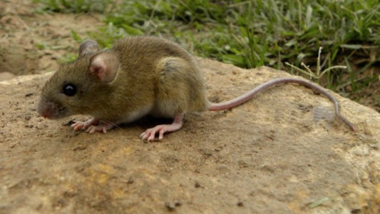 Hantavirus: la pareja de la víctima relató cómo fue la evolución fatal