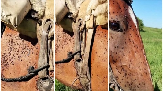 Alerta en Santa Fe por invasión de mosquitos: productores rurales prenden fogatas para proteger a los animales