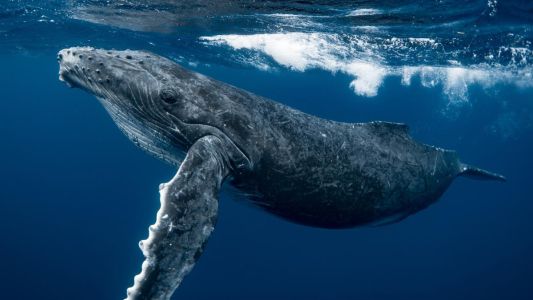 Ballena azul: el corazón del animal más grande del planeta puede pesar como un auto pequeño